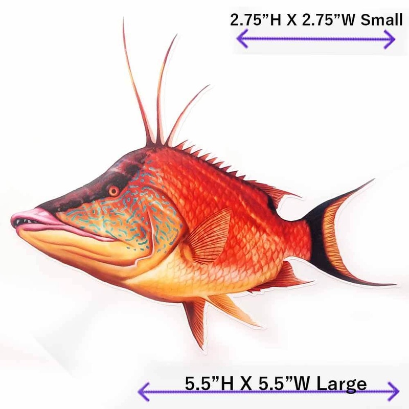 Hogfish Decal|LARGE|SMALL